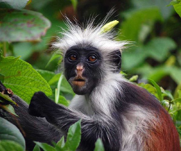 Jozani Forest & Monkey Tour