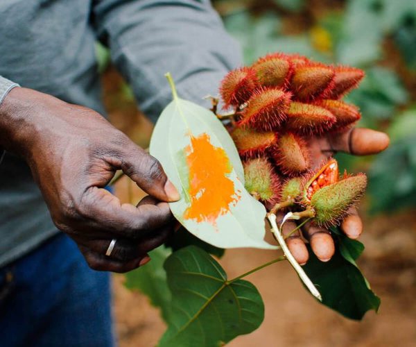 Spice Farm Walking Tours