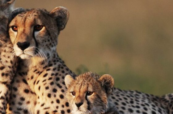 1-Day Flights from Zanzibar to Mikumi National Park