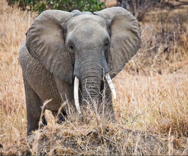 3-Days Mikumi National Park & Masai Boma